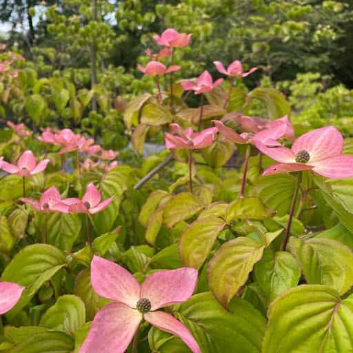 Kousa Dogwood