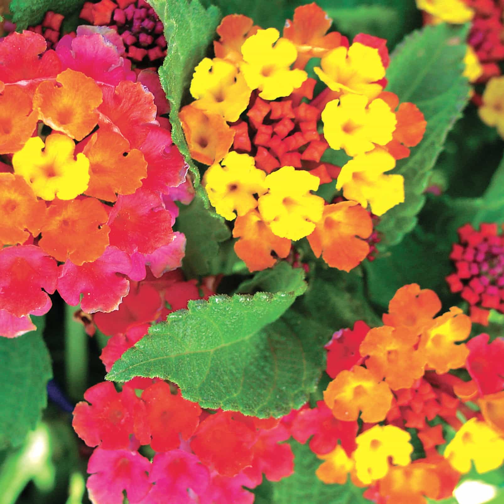 lantana Irene