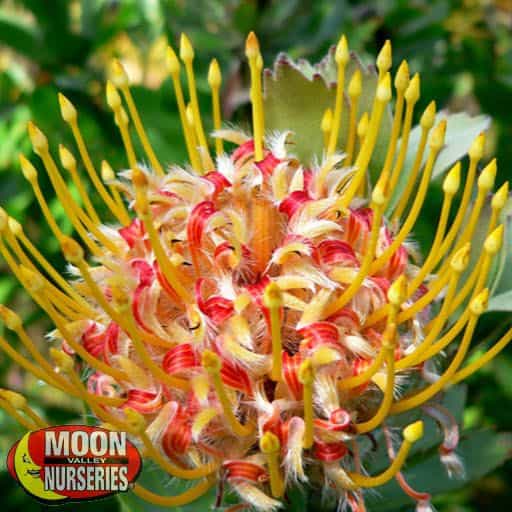 Leucospermum Moonlight flower close up