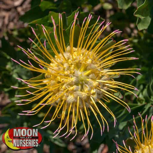 Leucospermum Moonlight flower close up