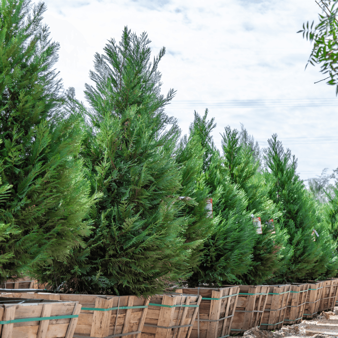Leyland Cypress Hedge Row