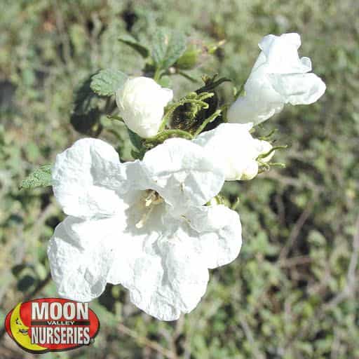 Little Leaf Cordia flower close up