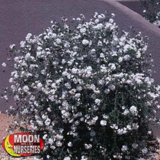 Little Leaf Cordia in a landscape