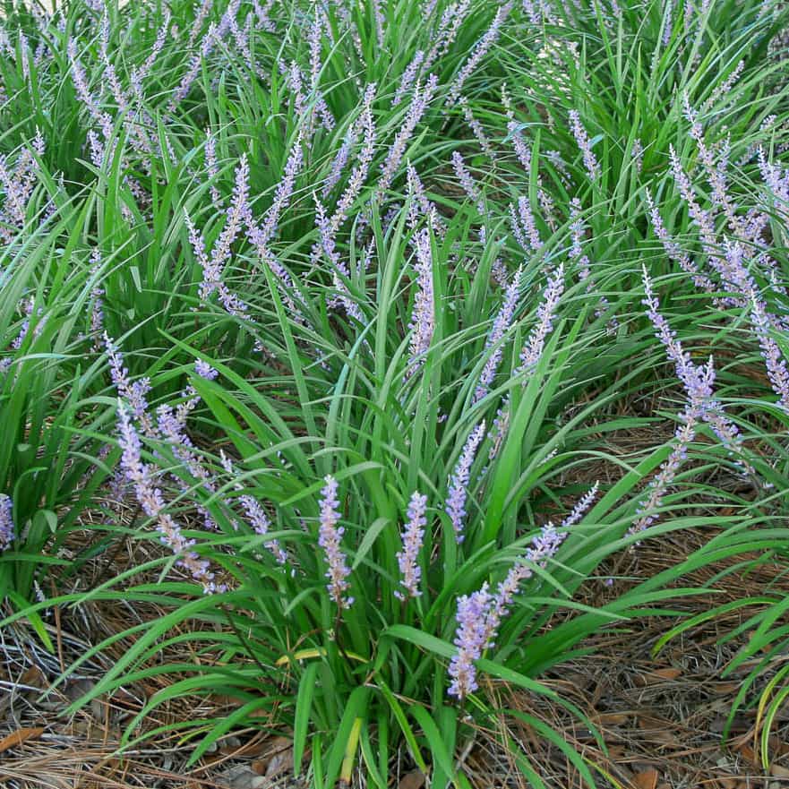 Liriope