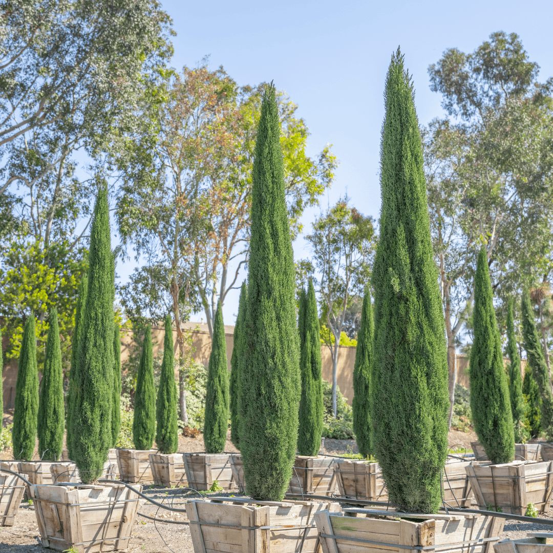 Little Tower Cypress Hedges