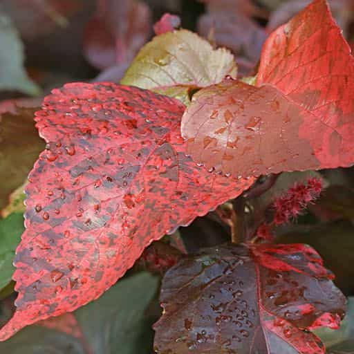 Louisiana Red Copper Leaf foliage close up.