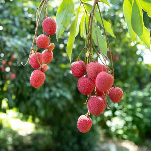 Lychee tree fruit close up.