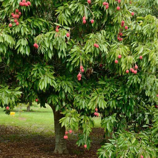 Lychee tree canopy with fruit.