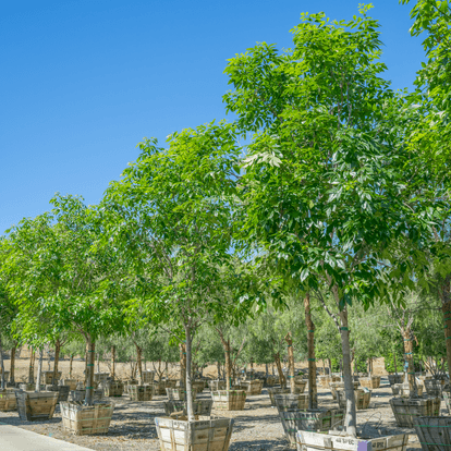Fan Tex Ash | Fast Growers | Moon Valley Nurseries