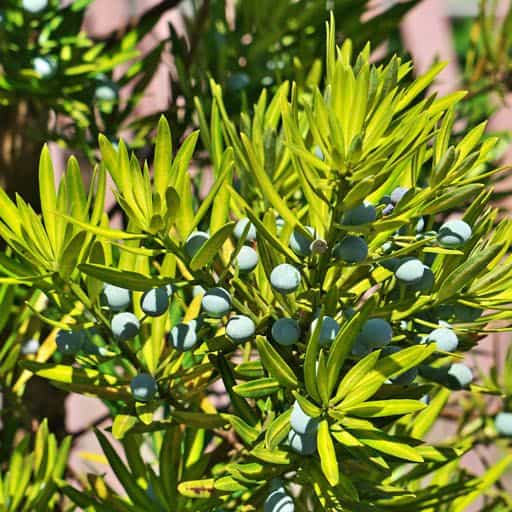Maki Podocarpus foliage close up.