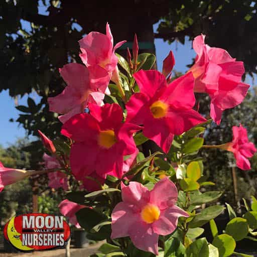 Mandevilla flowers close up