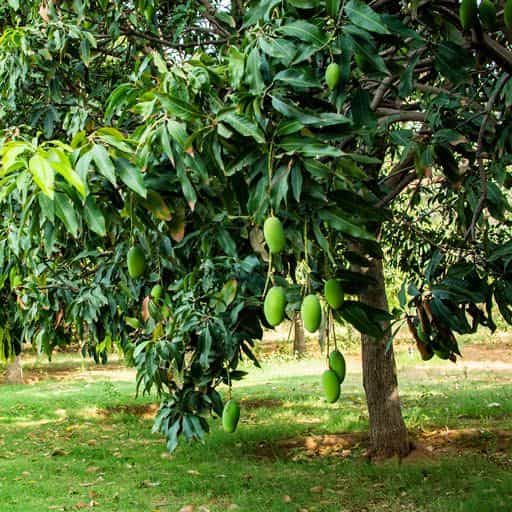 Mango tree canopy with fruit.