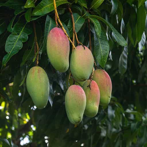 Mango tree with fruit.