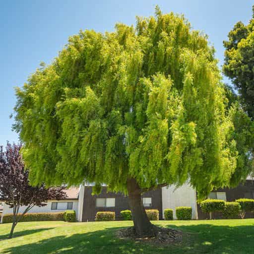 Mayten tree planted.