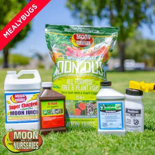 Moon Valley Nurseries' Mealybugs Treatment Package