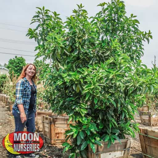 Mexicola Avocado tree in the nursery.