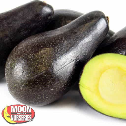 Mexicola Avocado close up.