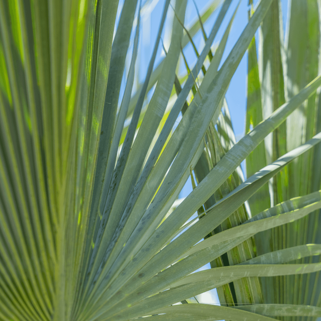 Mexican Blue Fan Palm Frond Close Up