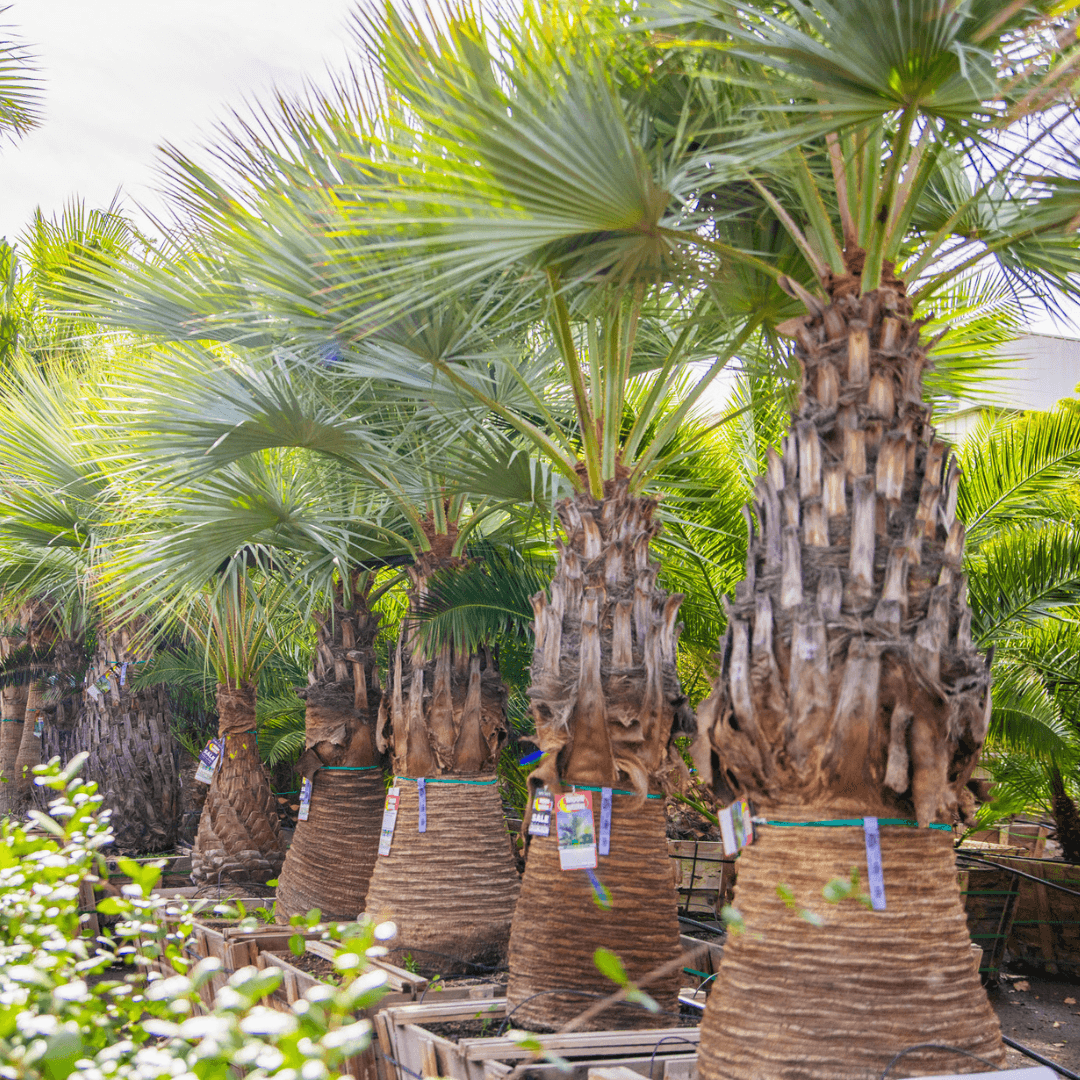 Mexican Blue Fan Palms