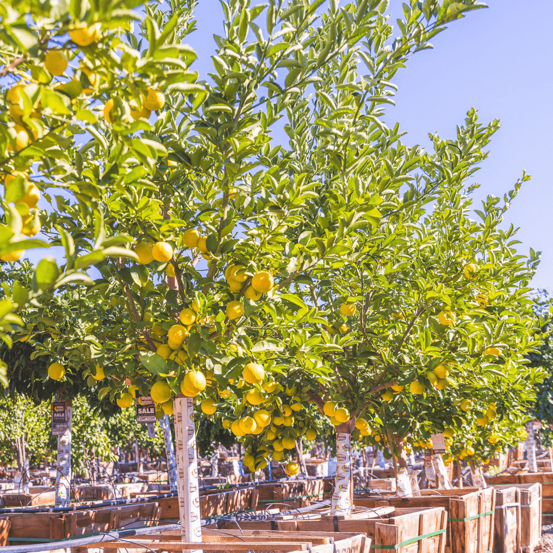 Meyer Lemon Row