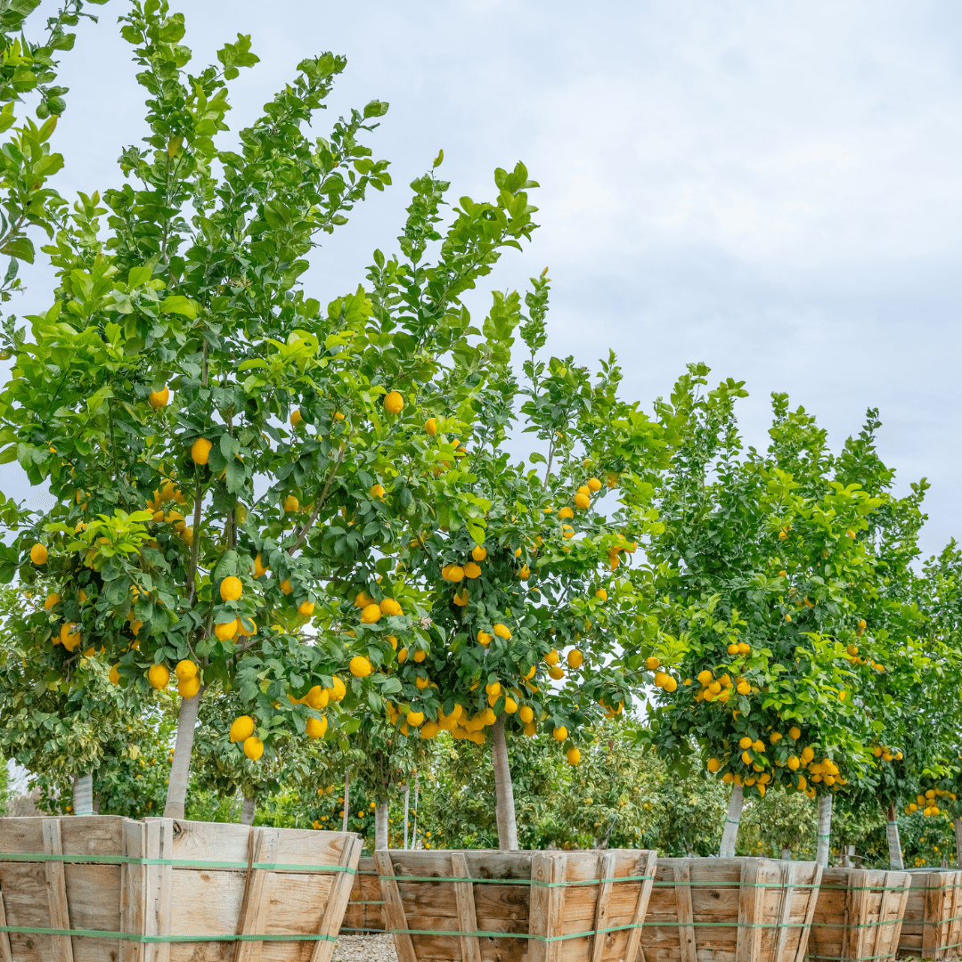 Meyer Lemon Tree Row