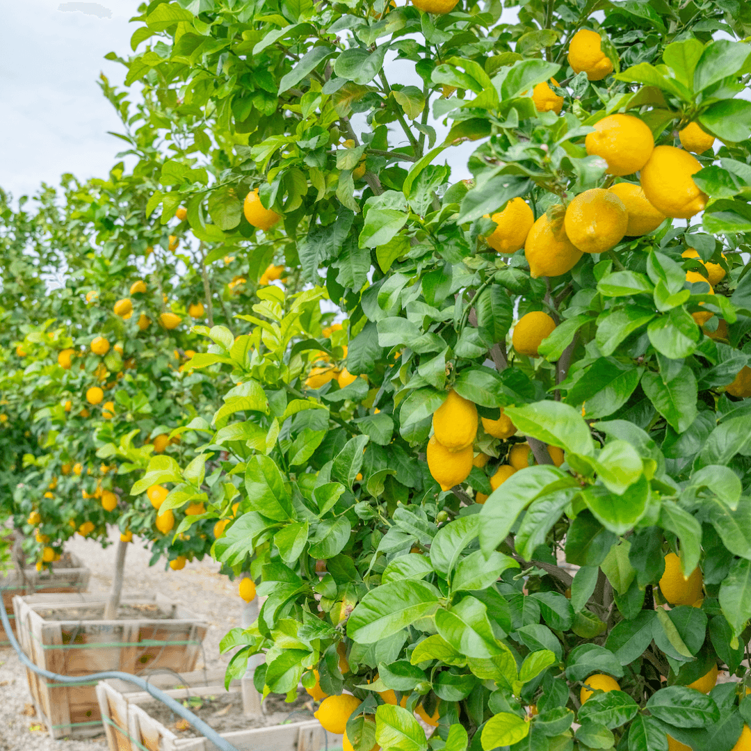 Meyer Lemons On Tree