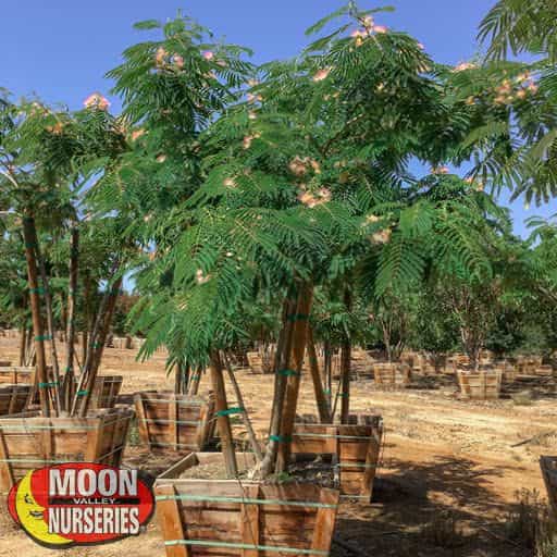 Mimosa tree in the grow yard