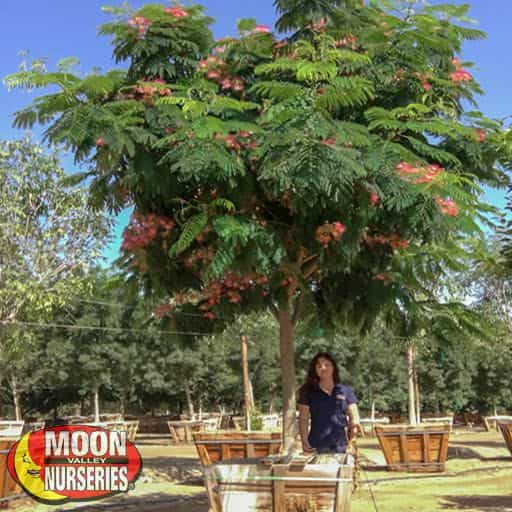 Mimosa tree in the grow yard with a person