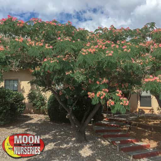 Mimosa tree in a landscape