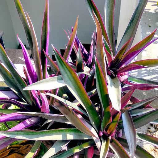 Moses In The Cradle | Shrubs | Moon Valley Nurseries