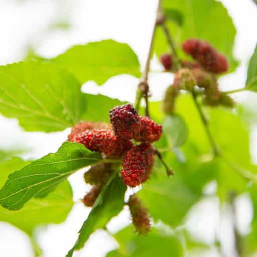 Fruit on Mulberry tree.