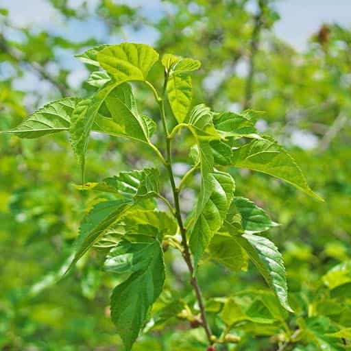 Close up image of a Mulberry tree foliage.
