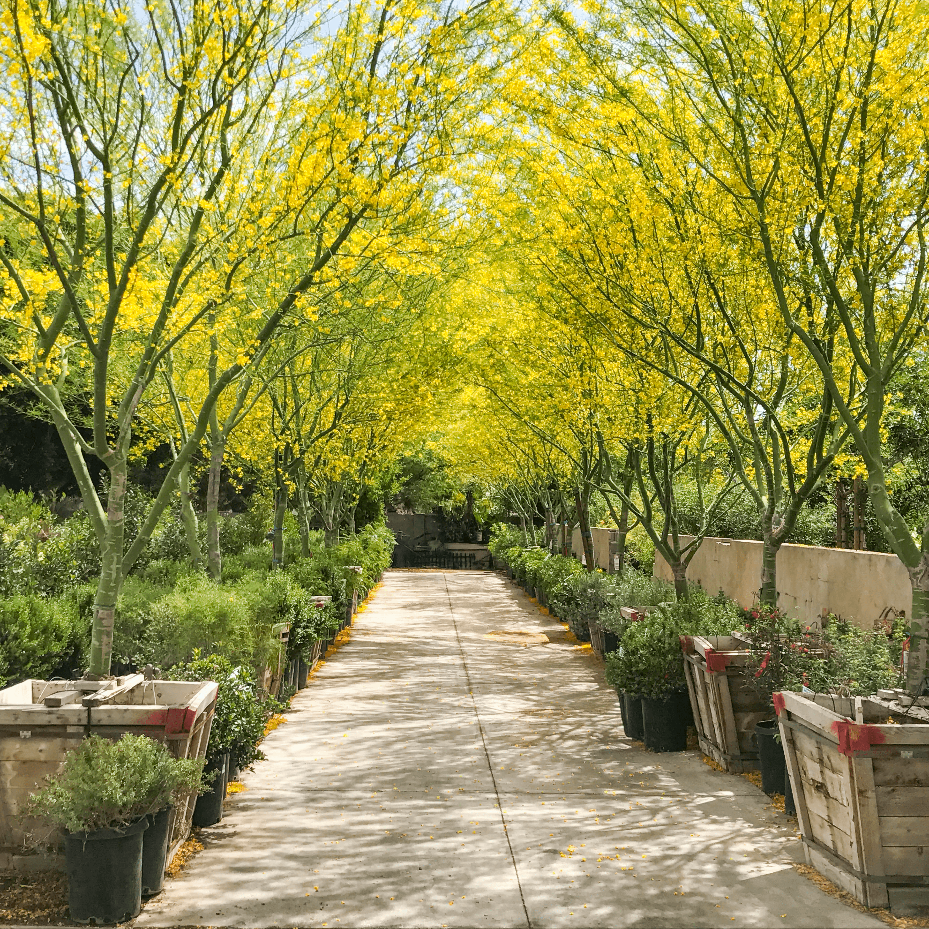 Moon Valley Nurseries Museum Palo Verde tree tunnel in the nursery