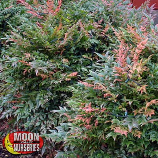 Gulf Stream Heavenly Bamboo in a landscape