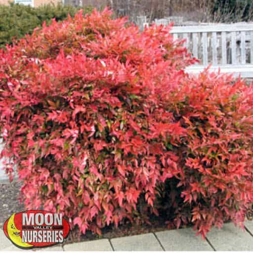 Gulf Stream Heavenly Bamboo | Shrubs | Moon Valley Nurseries