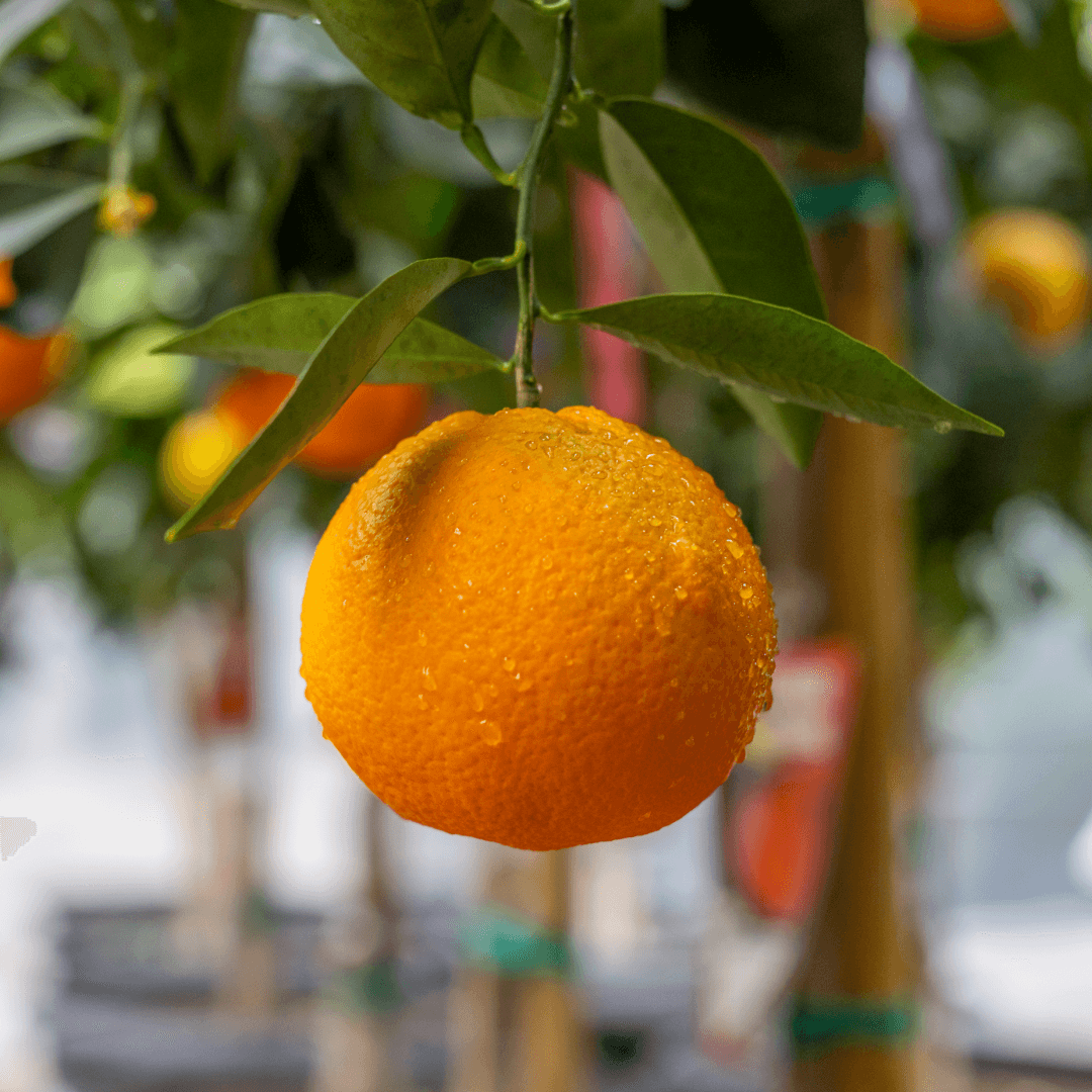 Navel Orange on Tree