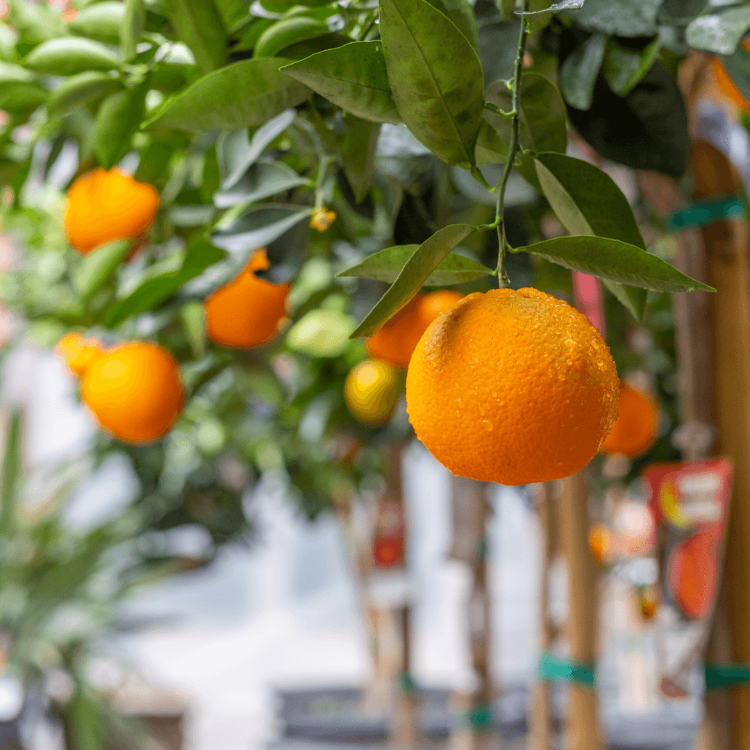 Navel Orange Tree