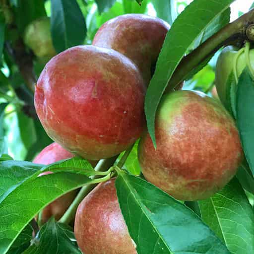 Nectarine