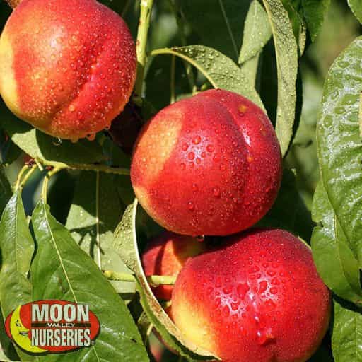 Desert Dawn Nectarine Close-up