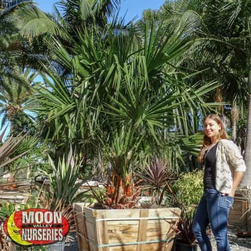 Needle Palm with person