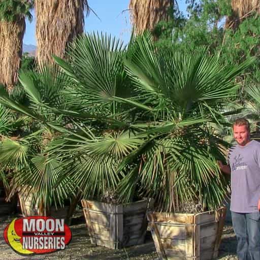 Needle Palm with person