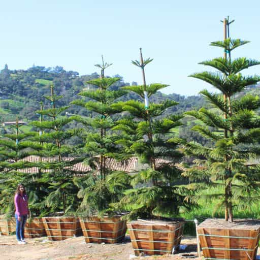 Norfolk Pine tree row at Moon Valley Nurseries.
