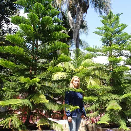 Norfolk Pine trees.