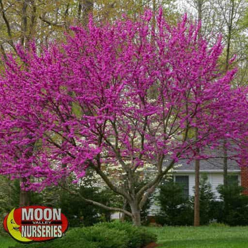Oklahoma Redbud Bloom