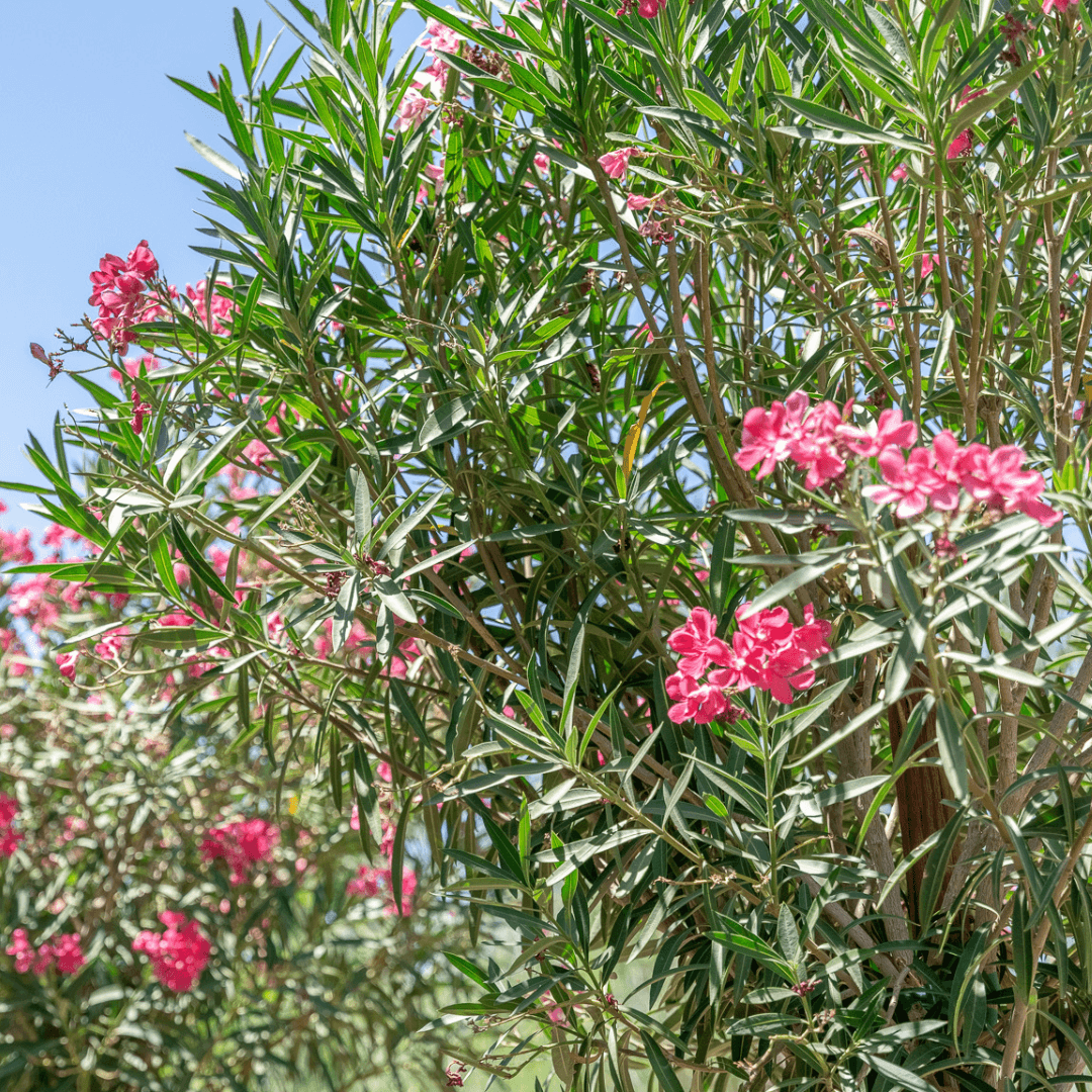 Oleander | Hedges | Moon Valley Nurseries