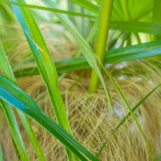 Close up of Old Man Palm tree