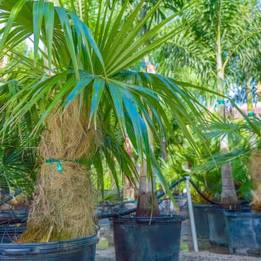 Old Man Palms At Moon Valley Nurseries