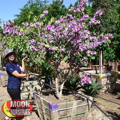 A Purple Orchid tree blooming in the nursery