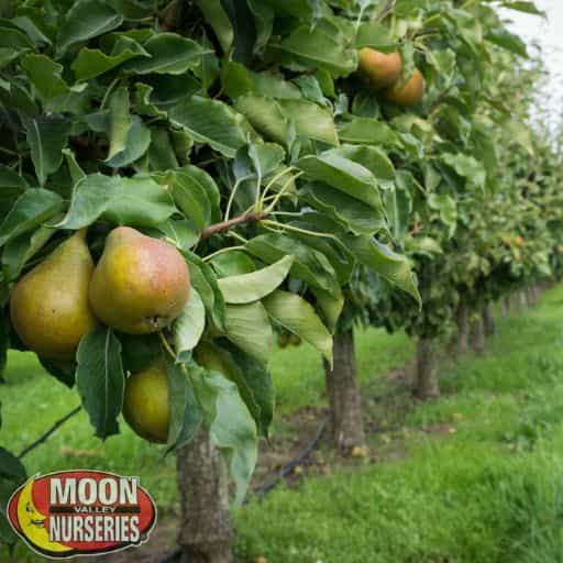 Orient Pear