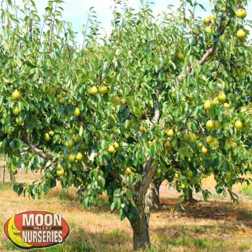 Orient Pear Tree